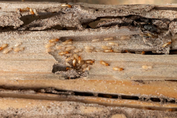 Best Pest Control Treatment  in East Dubuque, IL